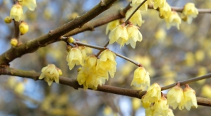 Des fleurs parfumées en plein hiver avec le chimonanthe précoce