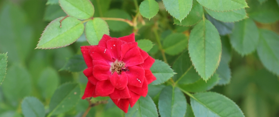 Une haie fleurie sans entretien grâce au Rosa Chinensis « Sanguinea » - Minizap Vallée de l'Arve