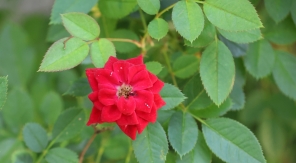 Une haie fleurie sans entretien grâce au Rosa Chinensis « Sanguinea »