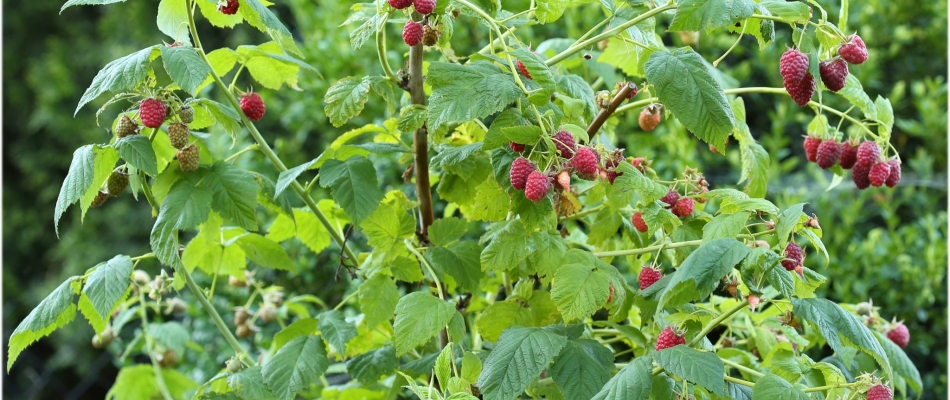 Tailler les framboisiers remontants - Minizap Vallée de l'Arve