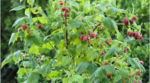 Tailler les framboisiers remontants