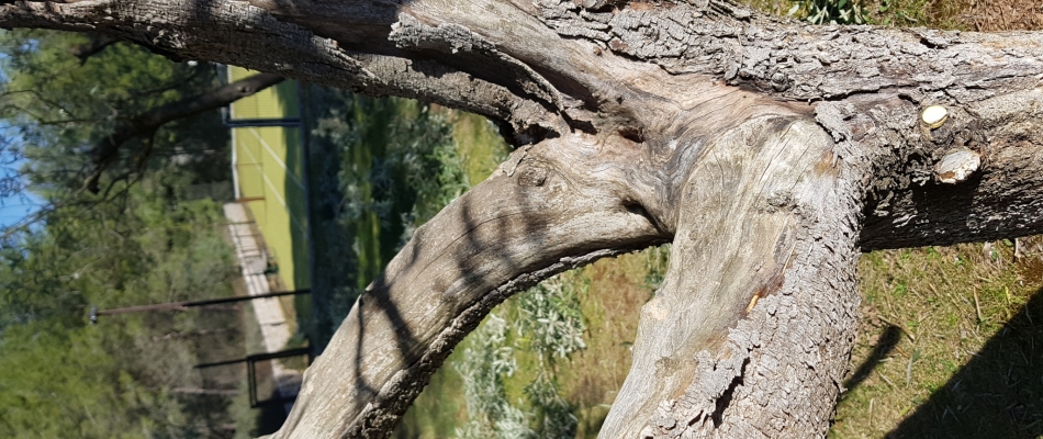 La taille des fruitiers en gobelet, un problème à prendre à cœur - Minizap Annecy