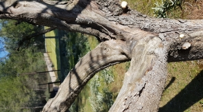 La taille des fruitiers en gobelet, un problème à prendre à cœur