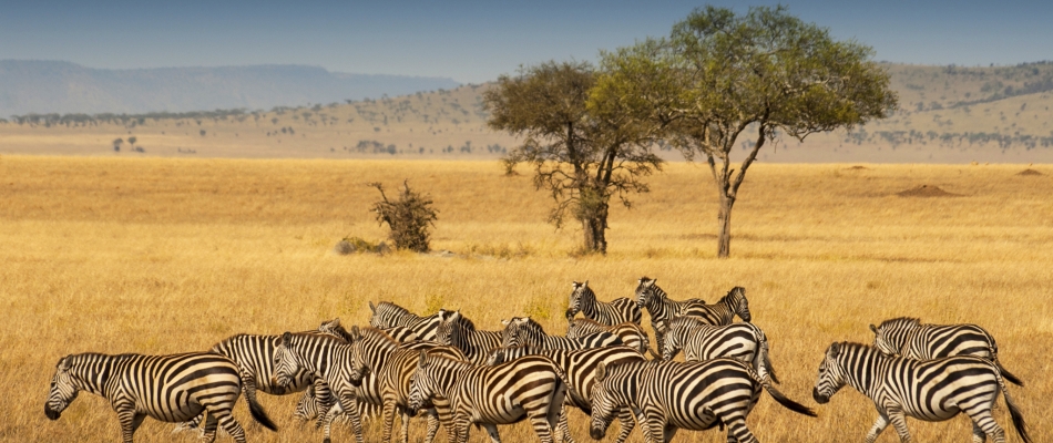 Rencontres sauvages en Tanzanie - Minizap Pays Voironnais