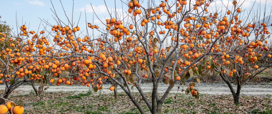 Planter un plaqueminier à racines nues - Minizap Pays Voironnais