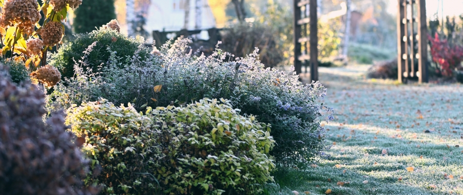Pour quelques degrés de plus : atténuer les effets du froid au jardin - Minizap Annecy