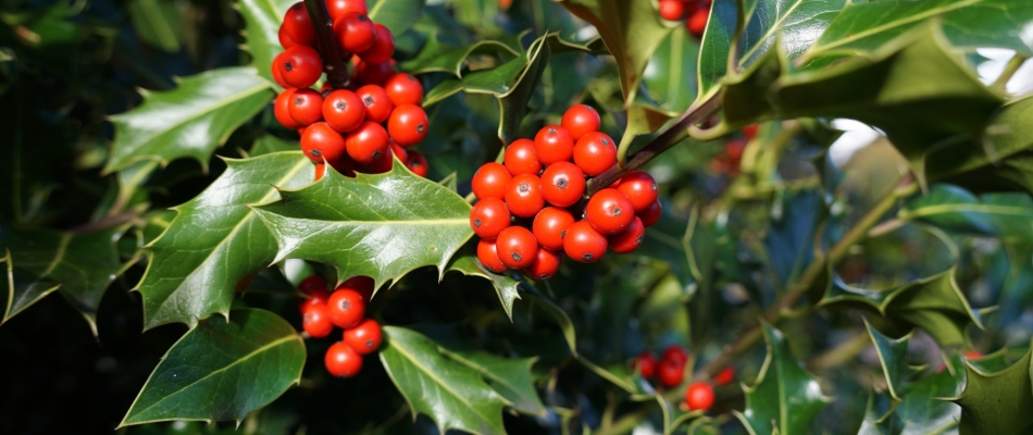 Pourquoi mon houx ne fait-il pas de boules rouges ? - Minizap Annecy