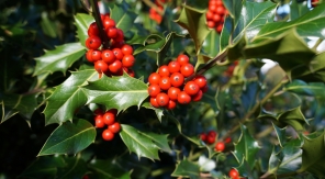 Pourquoi mon houx ne fait-il pas de boules rouges ?