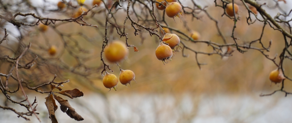 Le néflier d'Allemagne, un arbre fruitier délicieusement tardif - Minizap Pays Voironnais