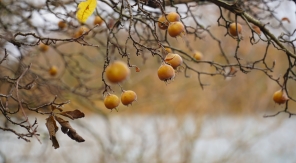 Le néflier d'Allemagne, un arbre fruitier délicieusement tardif