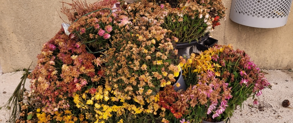 Ressuscitez les chrysanthèmes ! - Minizap Pays Voironnais