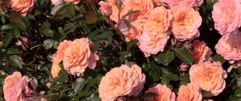 Un tapis de roses saumonées - Minizap Pays Voironnais