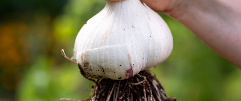 Planter l'ail éléphant - Minizap Grenoble