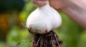 Planter l'ail éléphant