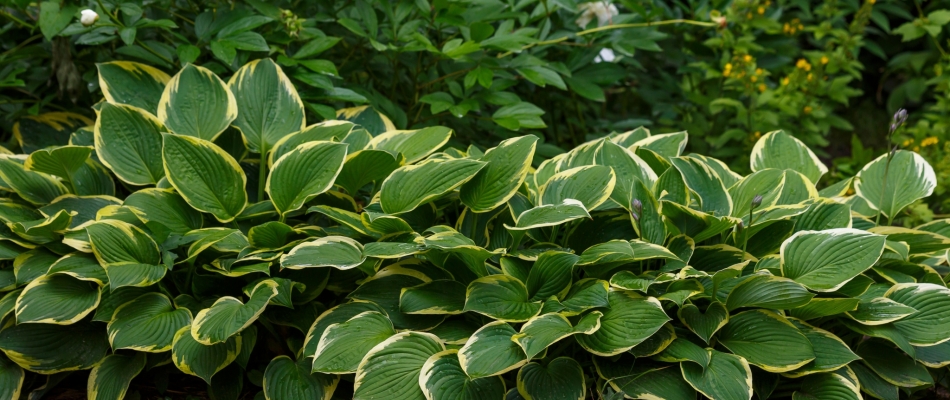 Les feuillages panachés, de la couleur sans les fleurs - Minizap Nord-Isère