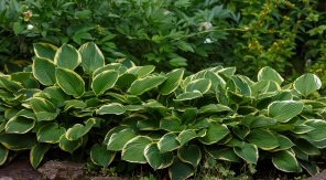 Les feuillages panachés, de la couleur sans les fleurs