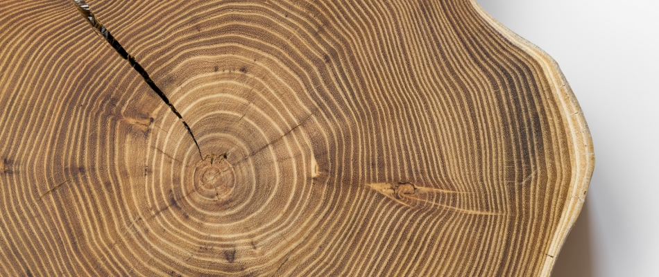 Une essence qui carbure à long terme - Minizap Nord-Isère