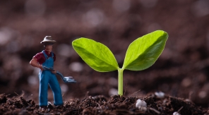 Les graines F1, au cas par cas, pourquoi pas ?