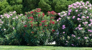 Trop serrer les lauriers-roses à la plantation