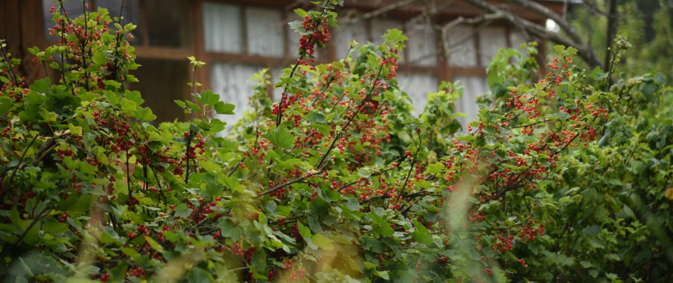 Planter un groseillier à racines nues - Minizap Chambery