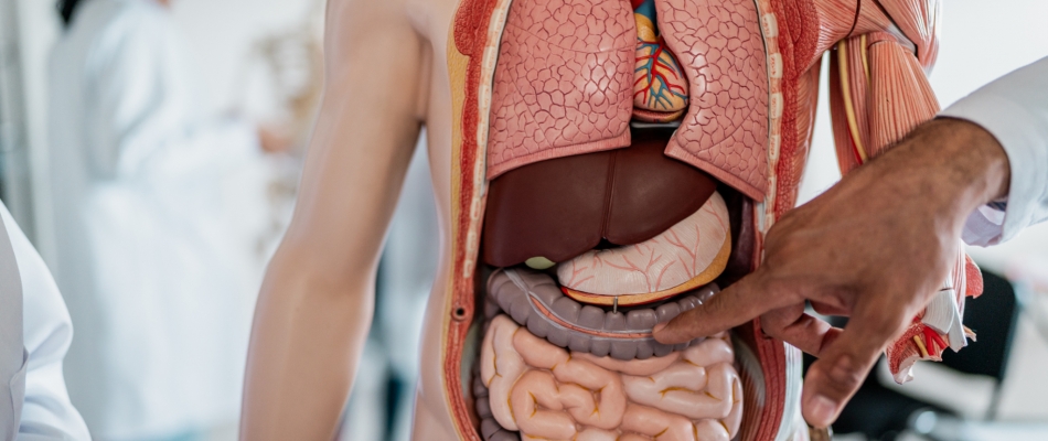 L'intestin grêle, une longueur d'avance - Minizap Pays Voironnais