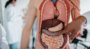 L'intestin grêle, une longueur d'avance