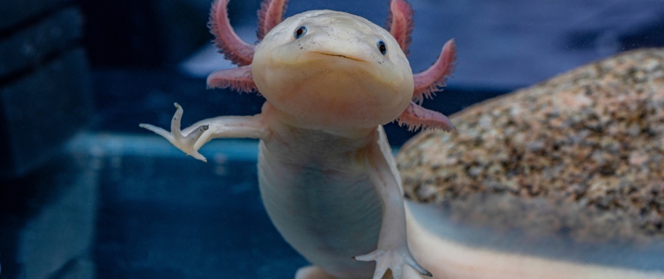 Forever young - Minizap Chambery