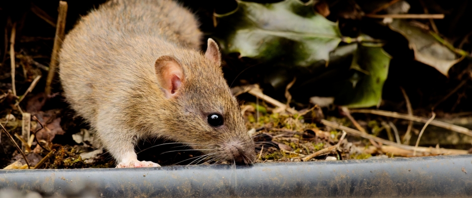 Composteur et rongeurs : comment les tenir à distance ? - Minizap Grenoble