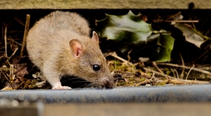 Composteur et rongeurs : comment les tenir à distance ?