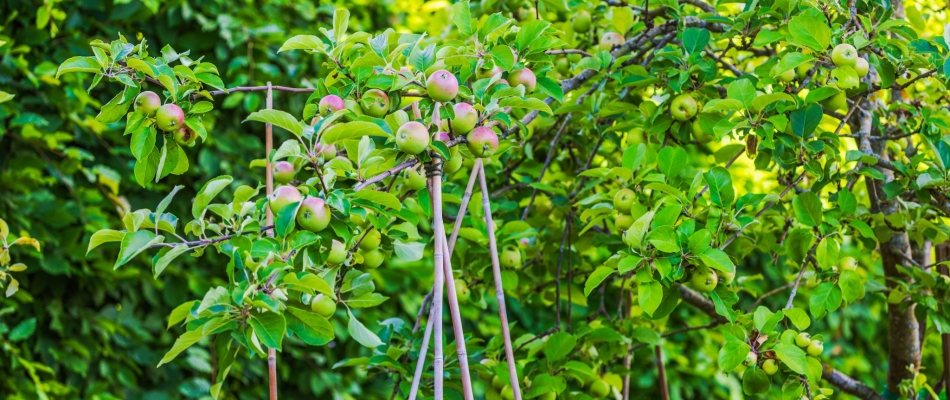 Faut-il tuteurer ses arbres fruitiers à la plantation ? - Minizap Grenoble