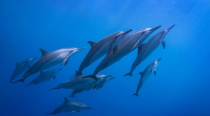 Les dauphins sont des poissons