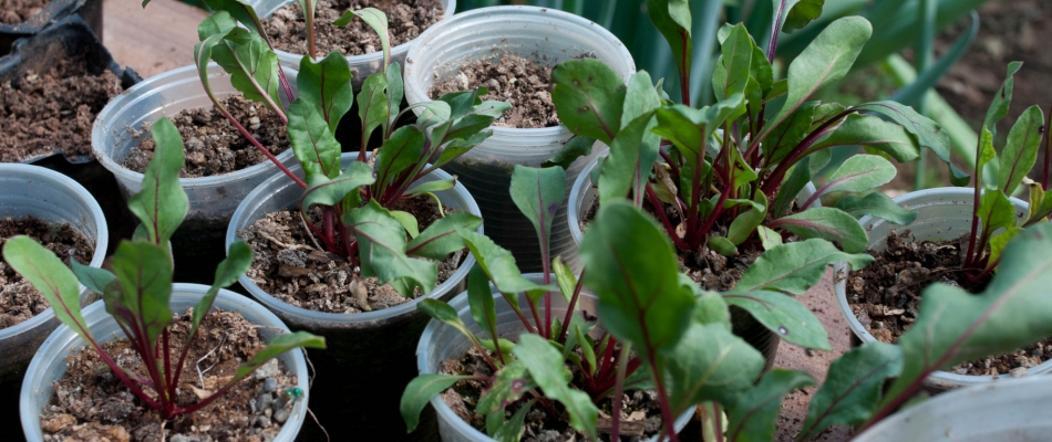 Comment récolter des blettes tout au long de l'année ? - Minizap Annecy