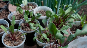 Comment récolter des blettes tout au long de l'année ?