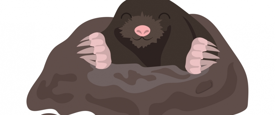 Les taupes n'y voient rien du tout - Minizap Annecy