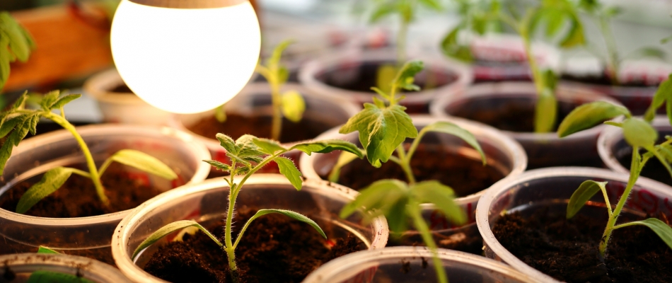 Le semis de tomate à chaud : bonnes raisons et mauvaises pratiques - Minizap Grenoble