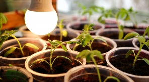 Le semis de tomate à chaud : bonnes raisons et mauvaises pratiques