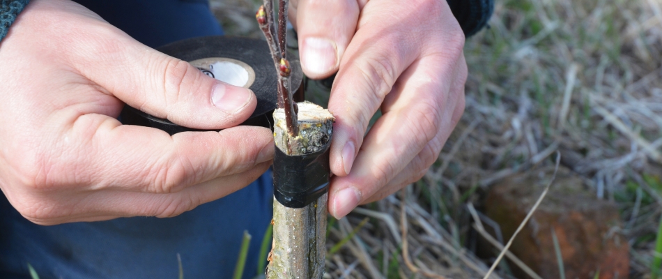 Greffer les fruitiers sans décalage phénologique - Minizap Grenoble