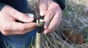 Greffer les fruitiers sans décalage phénologique