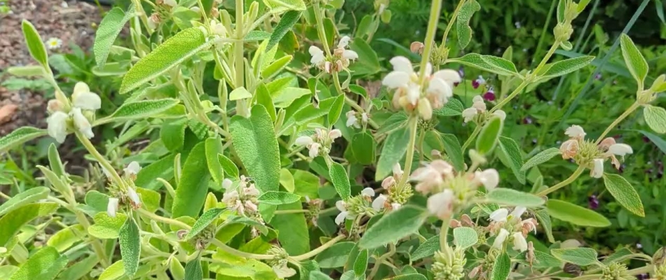 Place au blanc ! - Minizap Grenoble