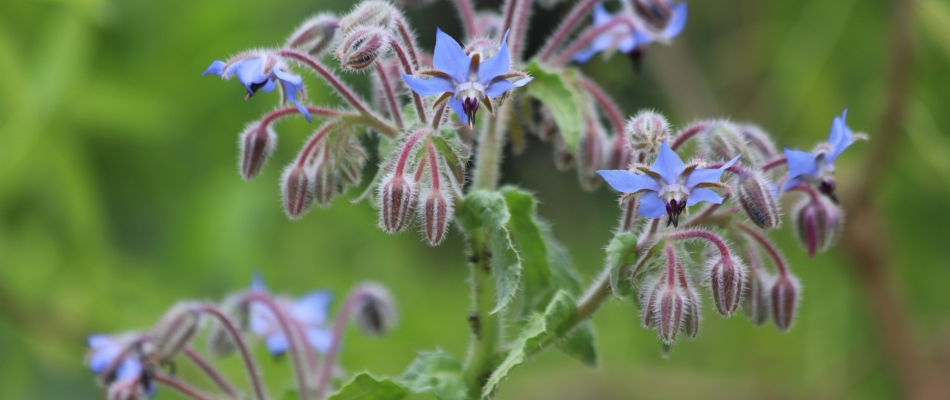 Semez la bourrache une fois, elle ne vous quittera plus ! - Minizap Nord-Isère