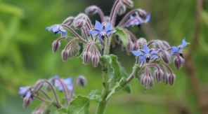 Semez la bourrache une fois, elle ne vous quittera plus !