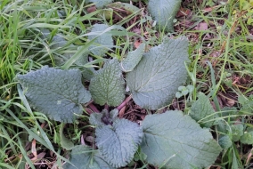 Les rosettes passent l'hiver en dormance au tas du sol. Au moindre redoux, elles repartent et fleurissent en avance.