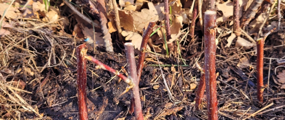 Les boutures à bois sec « in situ » - Minizap Chambery