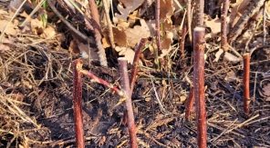 Les boutures à bois sec « in situ »