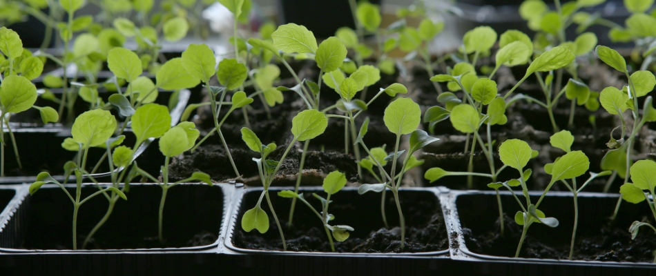 Semer les choux de Bruxelles sous abri - Minizap Chambery
