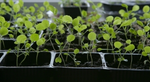 Semer les choux de Bruxelles sous abri