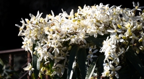 La clématite d'Armand, la liane fleurie aux trois atouts