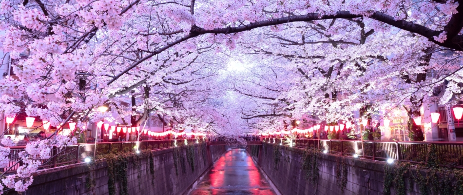 Voir la vie en rose au Japon - Minizap Chambery
