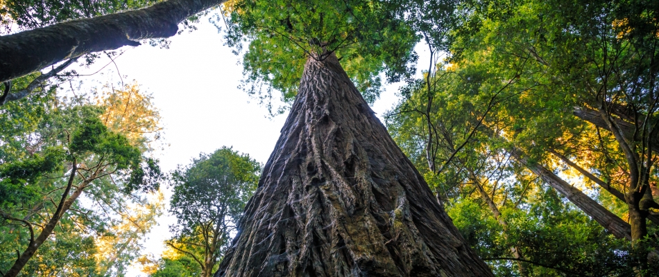 Géants verts - Minizap Grenoble