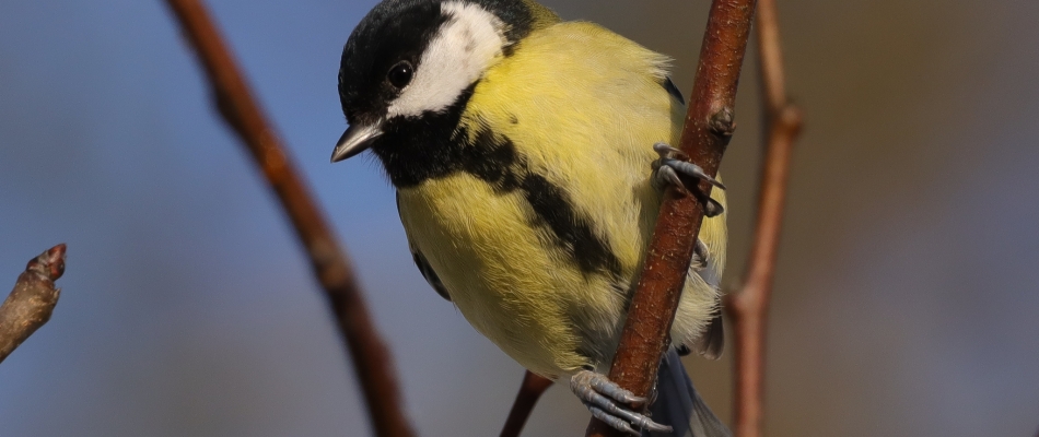 La mésange « zinzinule » - Minizap Grenoble